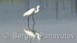 Video of Little Egret - Little Egret in lake in Bulgarian spring